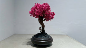 RE BONSAI™️（黒松/撫子色）