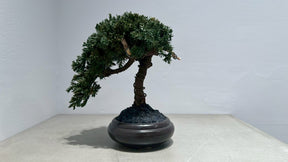 RE BONSAI™️（黒松/海松茶色）