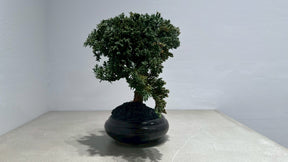 RE BONSAI™️（黒松/海松茶色）