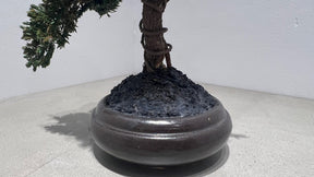 RE BONSAI™️（黒松/海松茶色）