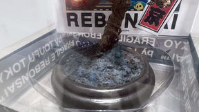 RE BONSAI™️（黒松/紺藍色）