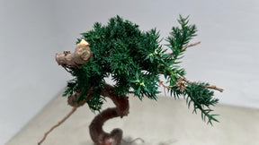 RE BONSAI™️（海松茶色）