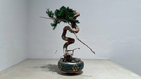 RE BONSAI™️（海松茶色）