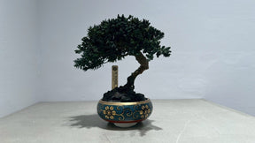 RE BONSAI™️（海松茶色）