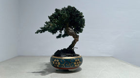 RE BONSAI™️（海松茶色）