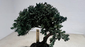 RE BONSAI™️（海松茶色）