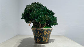 RE BONSAI™️（海松茶色）