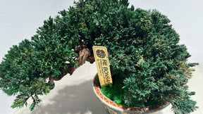 RE BONSAI™️（海松茶色）