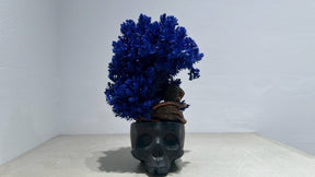 SKULL RE BONSAI™️(紺藍色）