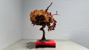 RE BONSAI™️（紅樺色/黄檗色）