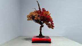 RE BONSAI™️（紅樺色/黄檗色）