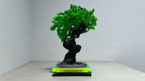 RE BONSAI™️（NEON GREEN）
