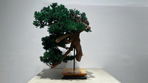RE BONSAI™️（海松茶色）
