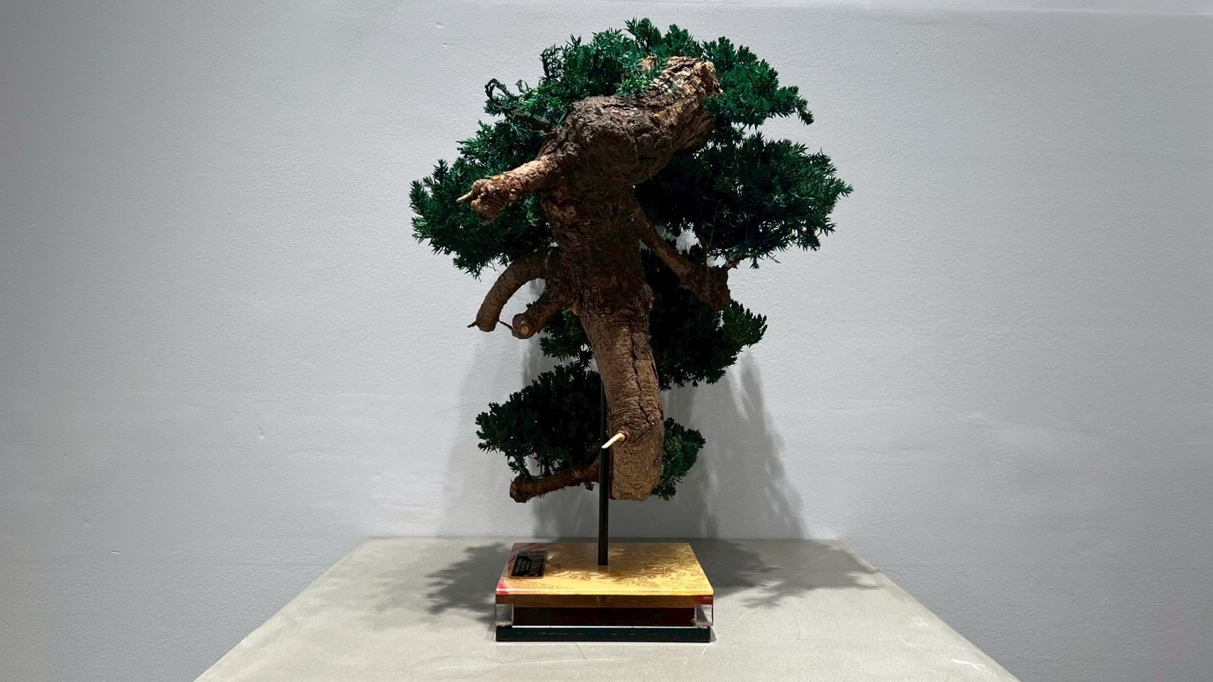 RE BONSAI™️（海松茶色）