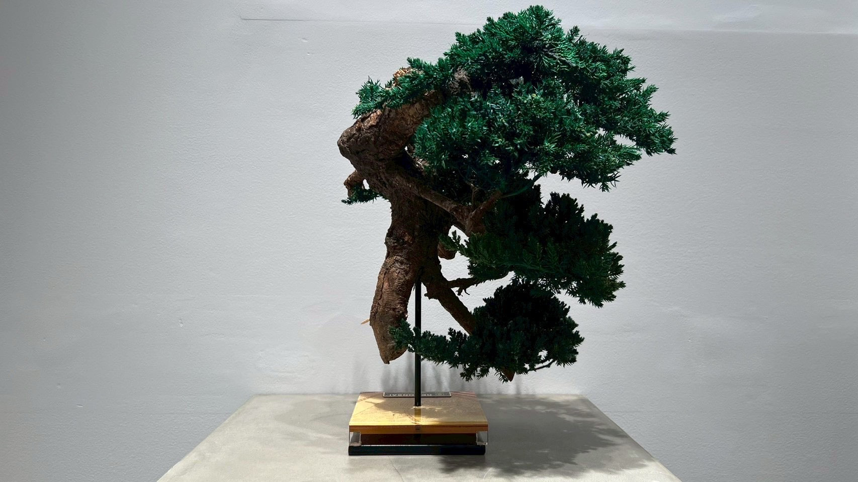 RE BONSAI™️（海松茶色）
