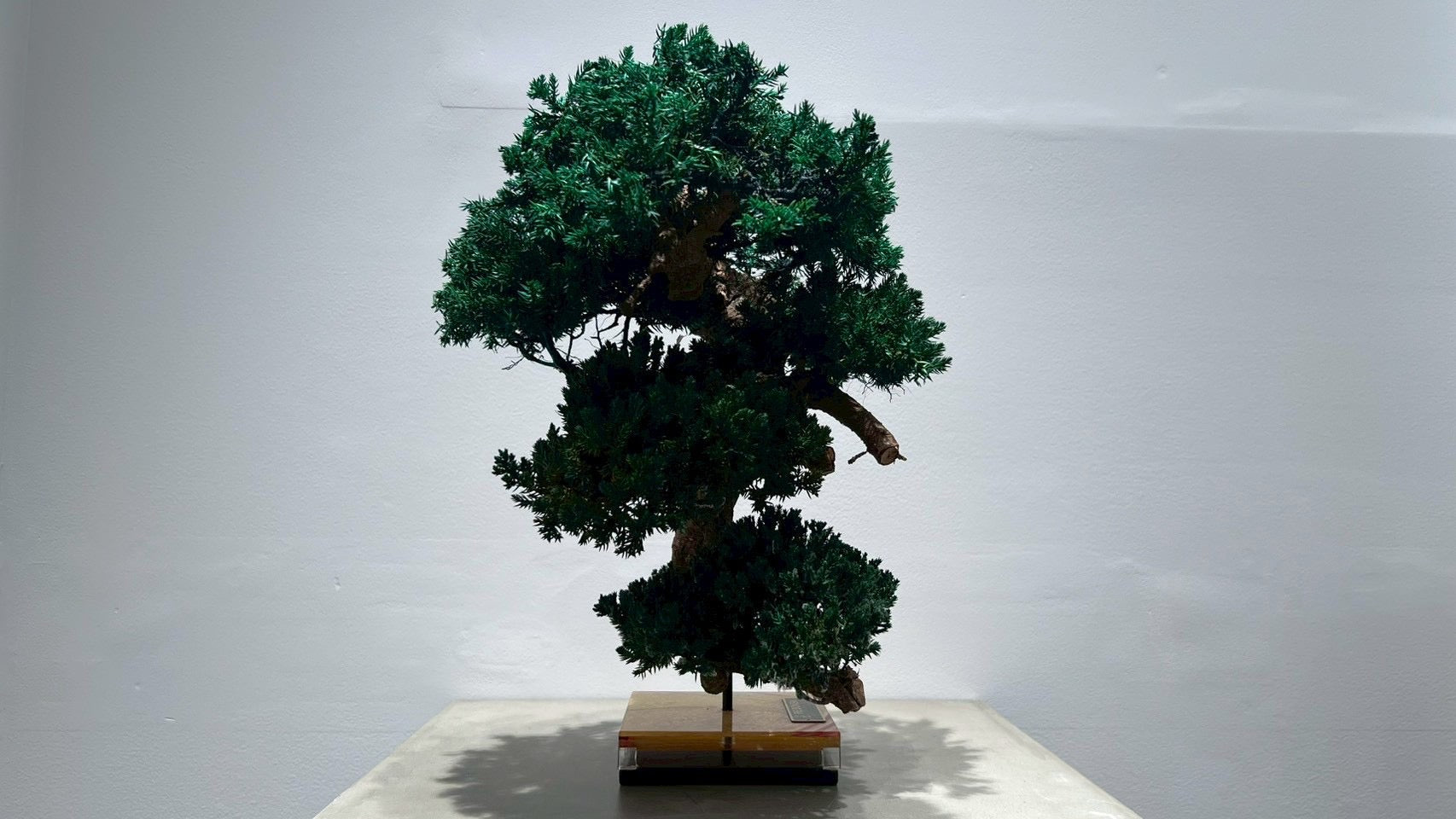 RE BONSAI™️（海松茶色）