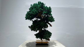 RE BONSAI™️（海松茶色）