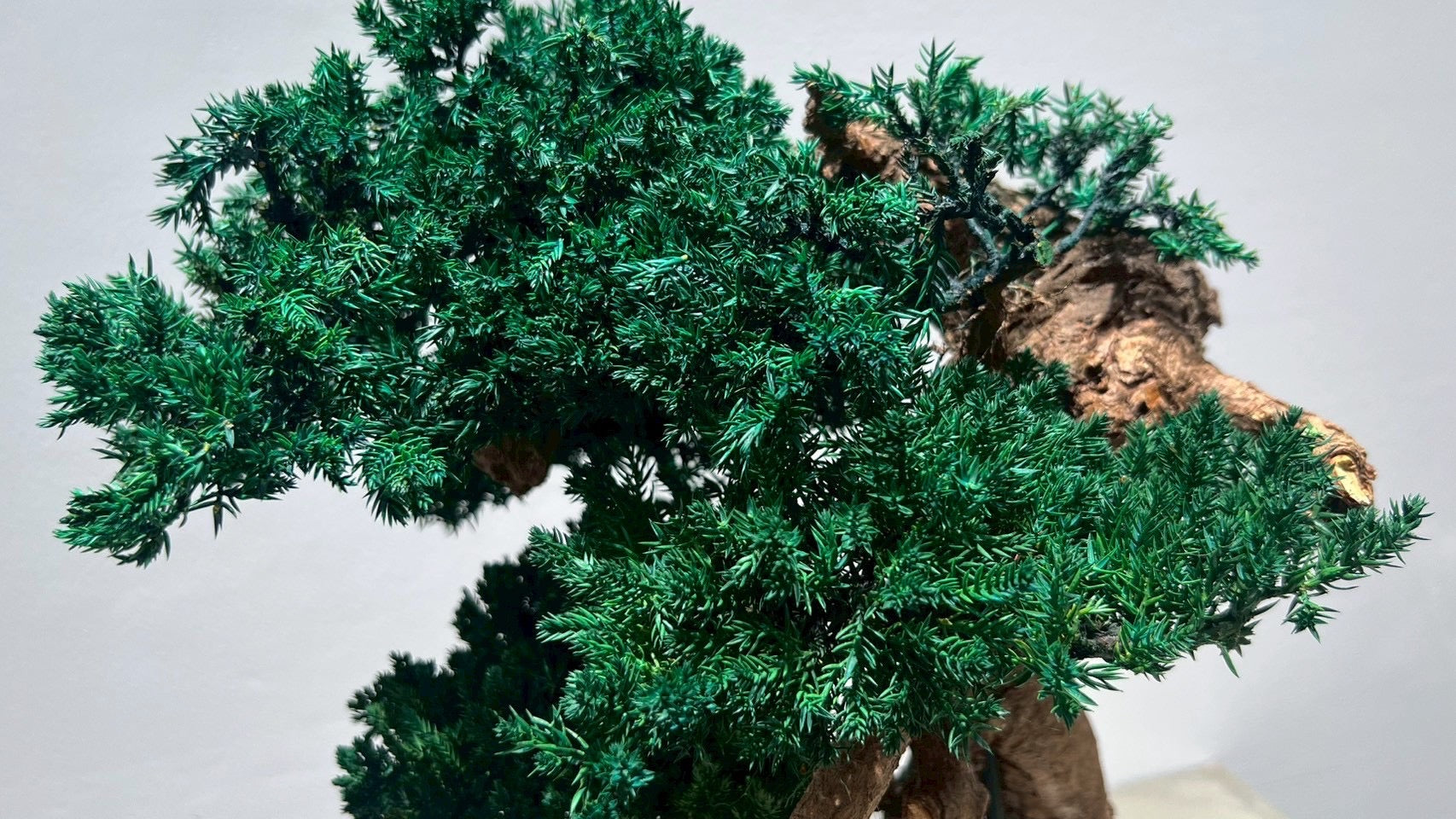 RE BONSAI™️（海松茶色）