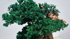 RE BONSAI™️（海松茶色）