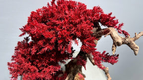 RE BONSAI™️（紅樺色）