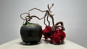 SKULL RE BONSAI™️(紅樺色）