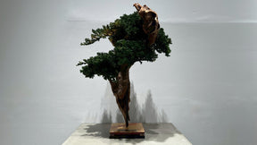 RE BONSAI™️(海松茶色）