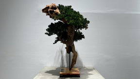 RE BONSAI™️(海松茶色）