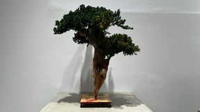 RE BONSAI™️(海松茶色）