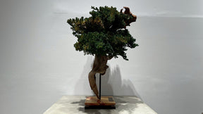 RE BONSAI™️(海松茶色）