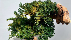 RE BONSAI™️(海松茶色）