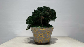 RE BONSAI™️(海松茶色）