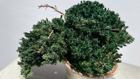 RE BONSAI™️(海松茶色）
