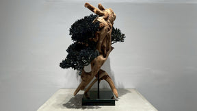 RE BONSAI™️(漆黒色）