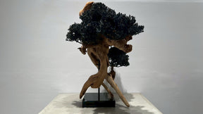 RE BONSAI™️(漆黒色）