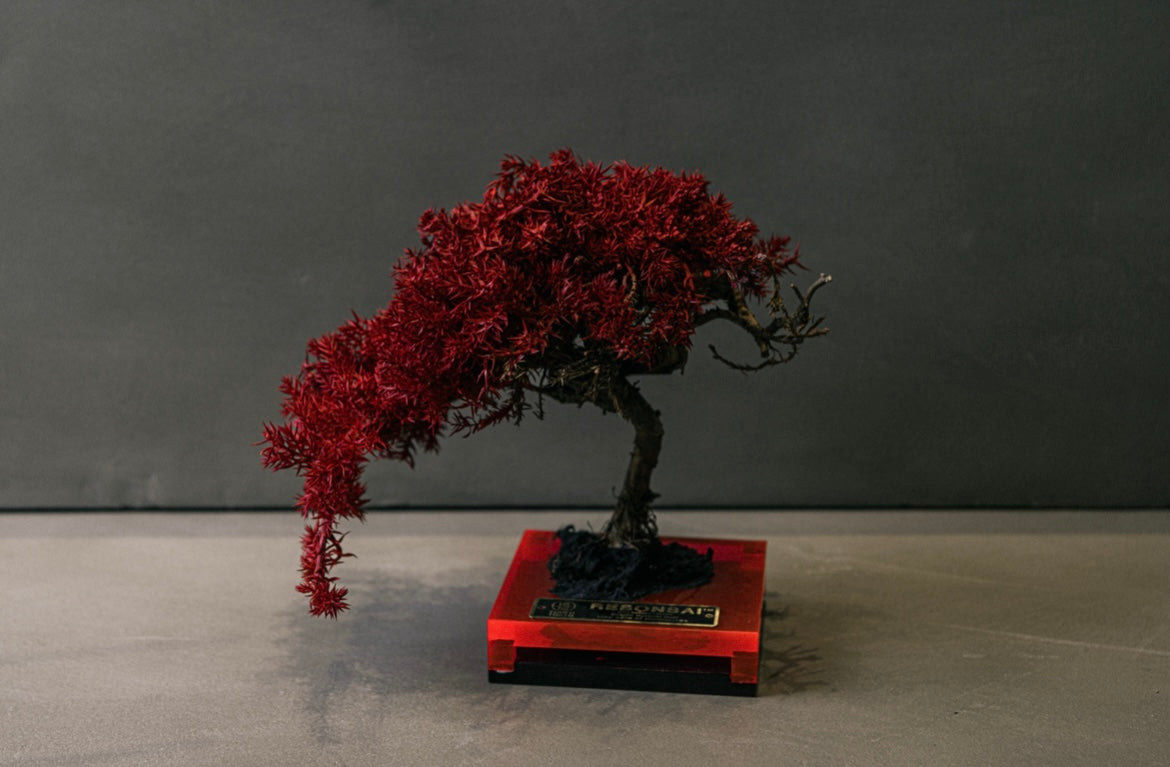 RE BONSAI™️ PLATE（紅樺色）