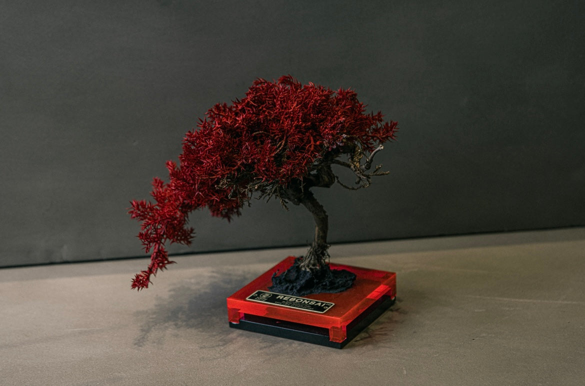RE BONSAI™️ PLATE（紅樺色）