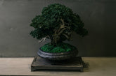 RE BONSAI™️ HACHI（海松茶色）