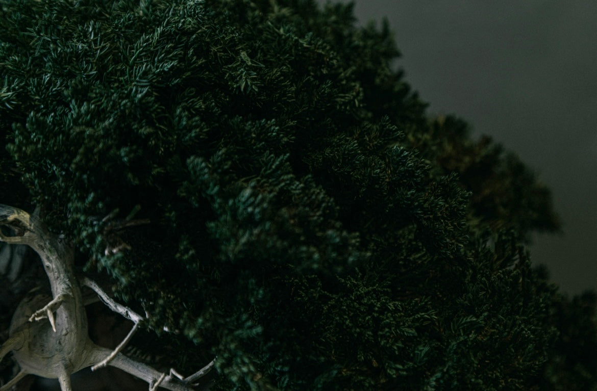 RE BONSAI™️ HACHI（海松茶色）