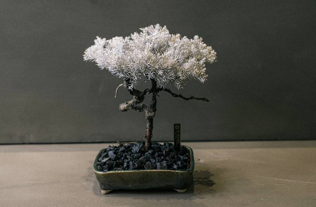 RE BONSAI™️ HACHI（白百合色）