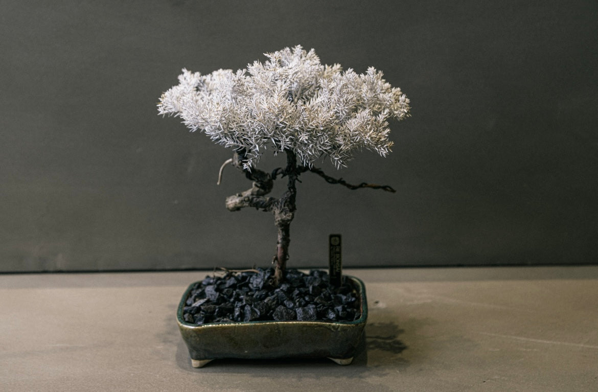 RE BONSAI™️ HACHI（白百合色）