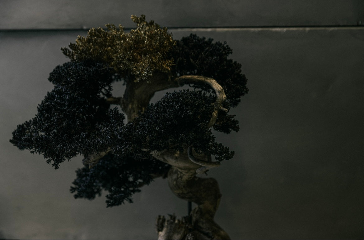 RE BONSAI™️ STAND（海松茶色/黄金色）