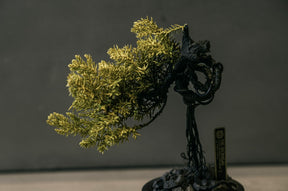 RE BONSAI™️ HACHI（黄檗色）