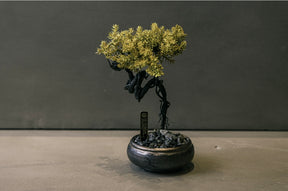 RE BONSAI™️ HACHI（黄檗色）