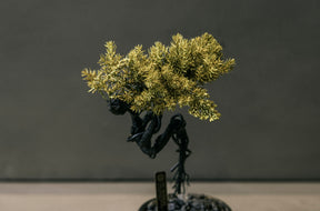 RE BONSAI™️ HACHI（黄檗色）