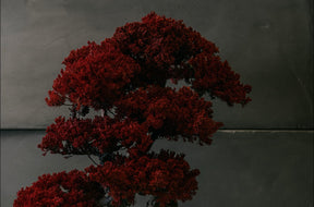 RE BONSAI™️ HACHI（紅樺色）