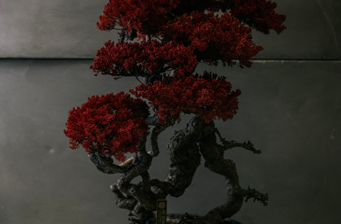 RE BONSAI™️ HACHI（紅樺色）