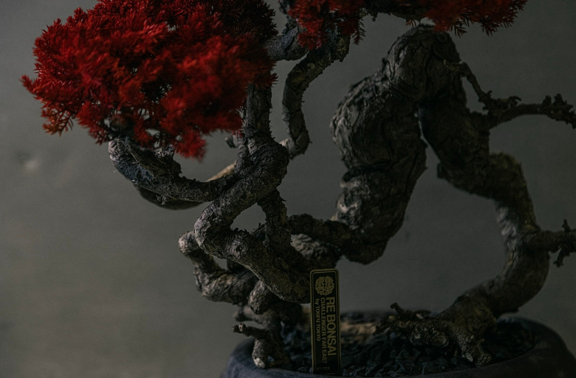 RE BONSAI™️ HACHI（紅樺色）