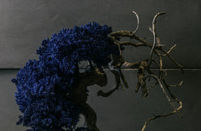 RE BONSAI™️ HACHI（紺藍色）