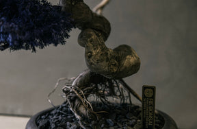 RE BONSAI™️ HACHI（紺藍色）