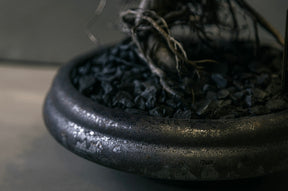 RE BONSAI™️ HACHI（紺藍色）